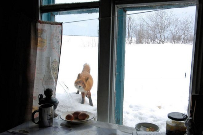 В нижегородских деревнях стали чаще встречать диких лисиц