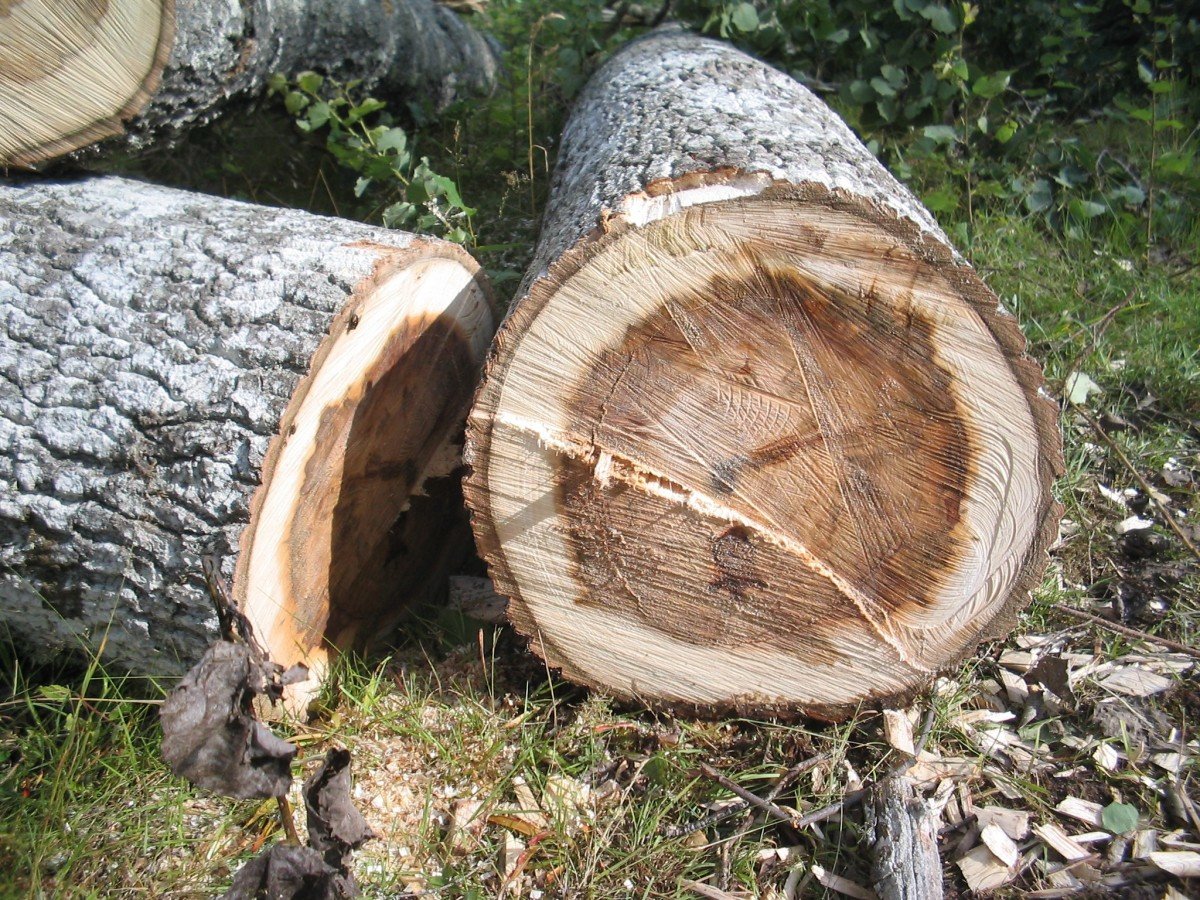 Житель Вачского района спилил деревья и теперь ждет суда - фото 1