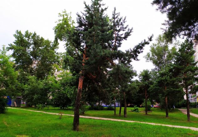 Около 11,5 тысяч деревьев и кустарников посадят в Сормове в 2021 году - фото 1