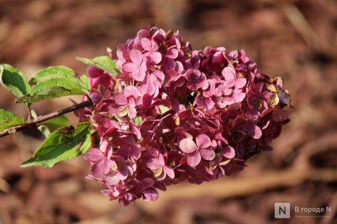 Благоустройство &ndash; 2025: как меняется площадь у Автозаводского универмага в Нижнем Новгороде - фото 54