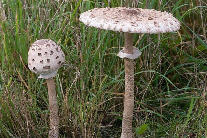 Биолог НГСХА рассказал, как отличить съедобны грибы-зонтики от ядовитых - фото 1