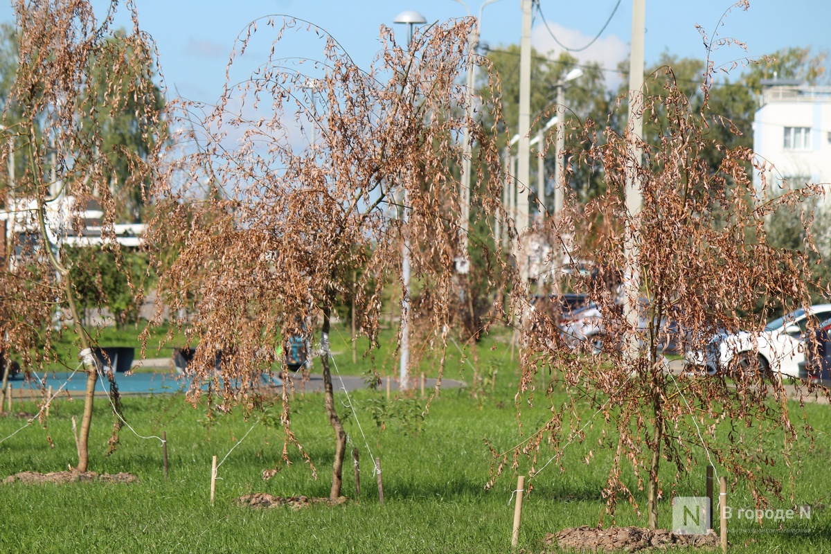 Молодые деревья засохли на благоустроенной территории в Новинках - фото 2