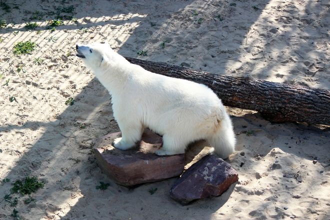 Белая медведица из нижегородского зоопарка проинспектировала новый вольер для будущего друга - фото 7