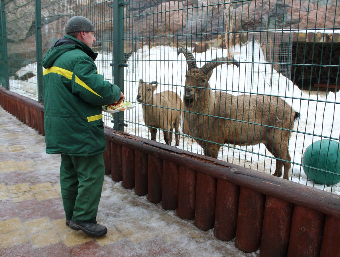 Зоопарк акции. Нижегородский зоопарк. Зоопарк Лимпопо животное овцебык. Зоопарк Лимпопо животное як.