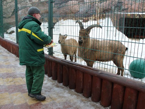 Звериная Масленица: обитателей нижегородского зоопарка угостили блинами - фото 22