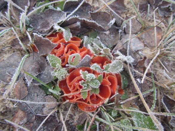 Опубликованы фото необычных декабрьских грибов из Керженского заповедника - фото 9