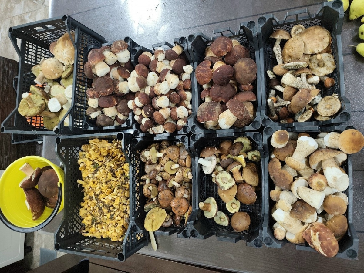 Нижегородцы привозят ящики белых грибов из лесов - фото 1