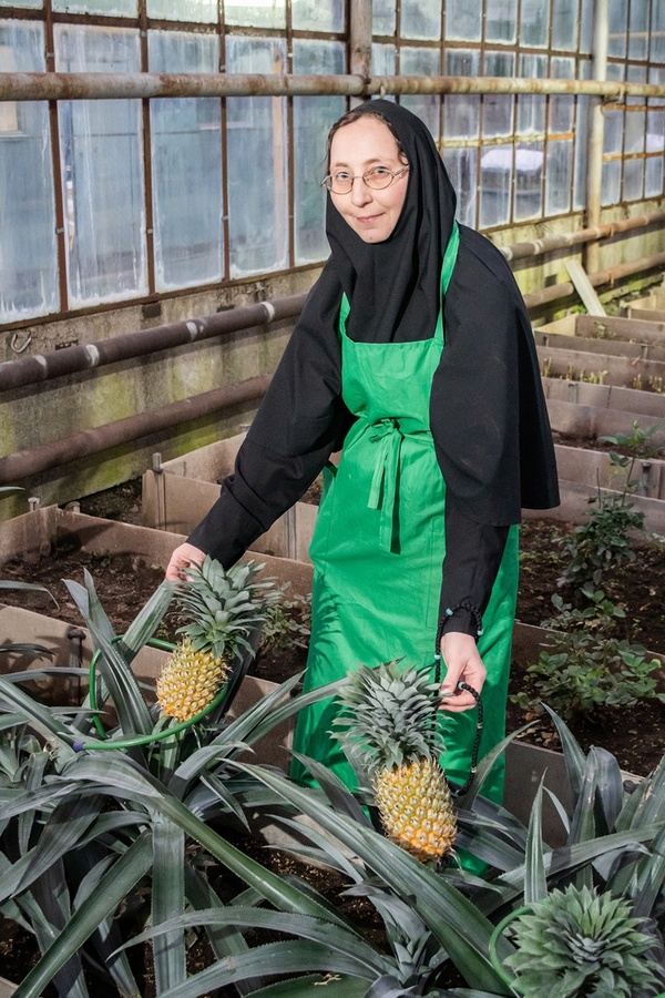 Дивеевские монахини вырастили ананасы в теплицах - фото 1