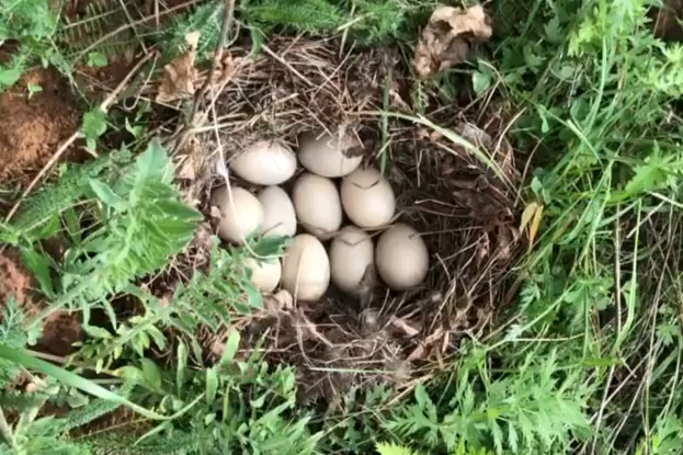 Утка свила гнездо на территории парка &laquo;Швейцария&raquo; - фото 1