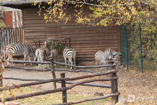 Детки в объективе: показываем милых малышей, которые родились в нижегородском зоопарке «Лимпопо» - фото 61