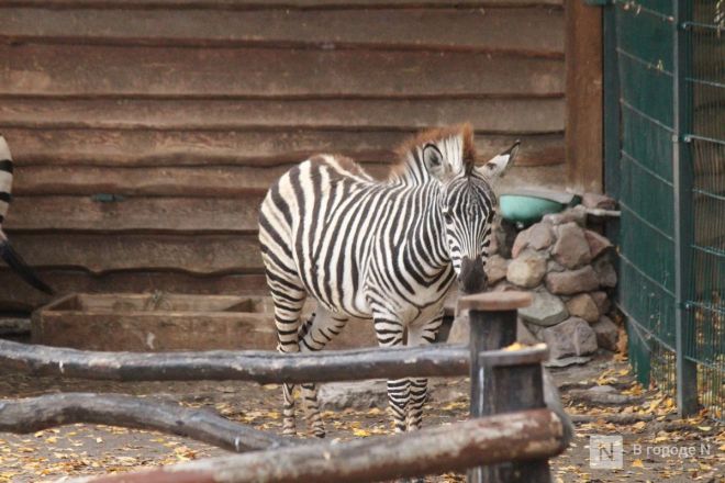 Детки в объективе: показываем милых малышей, которые родились в нижегородском зоопарке «Лимпопо» - фото 62