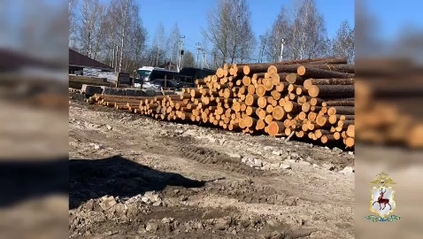 Главу Борского лесничества и работника ФСИН задержали за незаконную рубку леса - фото 1
