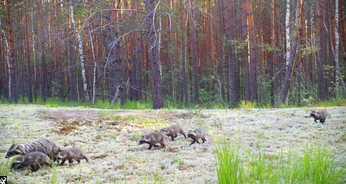 Семью енотовидных собак засняли в Нижегородской области - фото 1