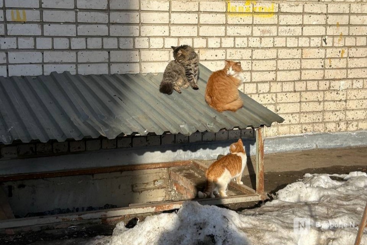 Бездомных котов из Донбасса привезут в Нижний Новгород - фото 1