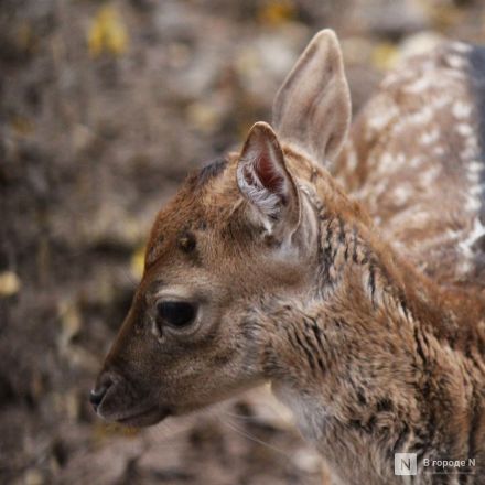 Детки в объективе: показываем милых малышей, которые родились в нижегородском зоопарке «Лимпопо» - фото 12