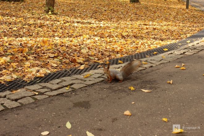 Фоторепортаж: золотая осень в Нижнем Новгороде - фото 56