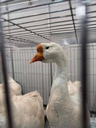 Более 40 нижегородских предприятий приняли участие в выставке &laquo;Золотая осень&raquo; - фото 5