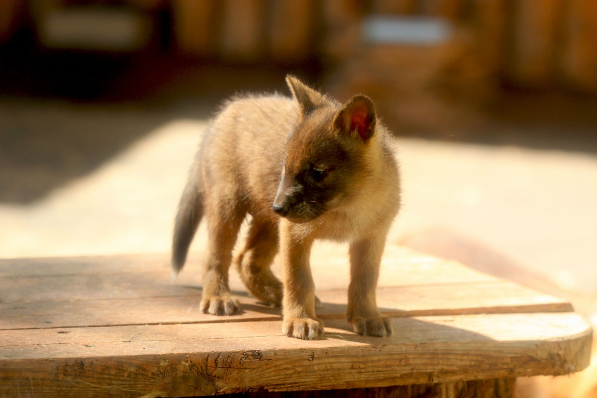 Красные волчата и японский макак родились в нижегородском «Лимпопо»