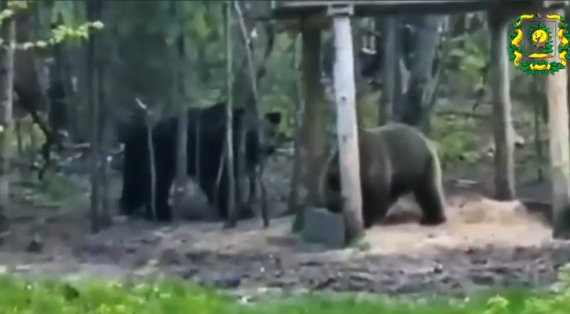 Свидание медведей в нижегородском лесу попало на видео