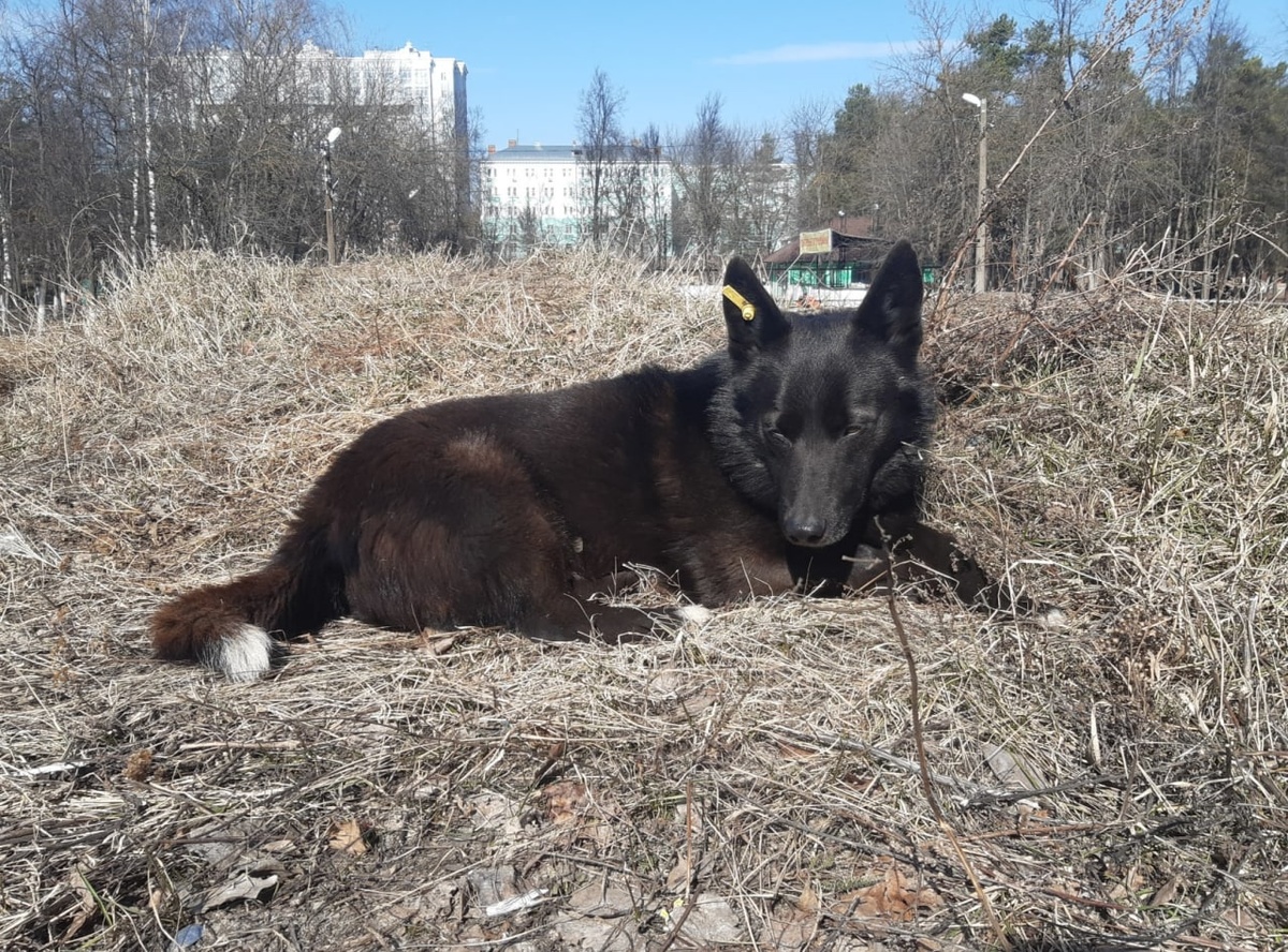 150 бездомных животных планируется чипировать в Дзержинске в этом году - фото 1