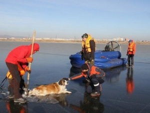 Спасатели освободили намертво вмерзшую в озеро собаку