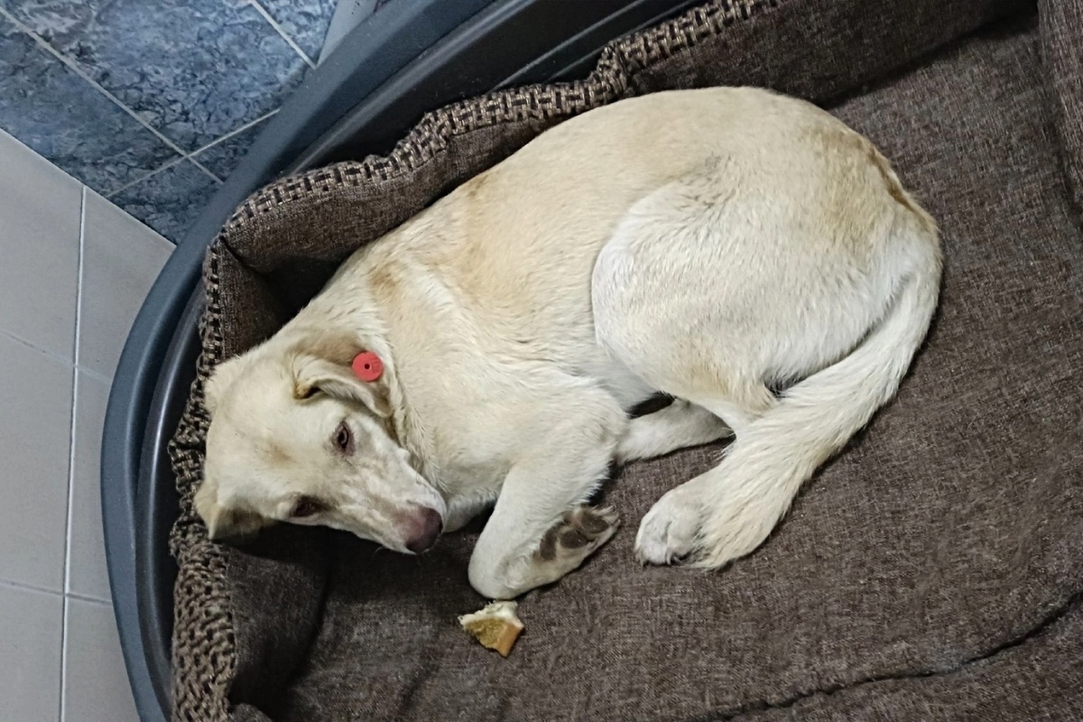 Подброшенного в арзамасский санаторий пса приютило нижегородское котокафе - фото 1