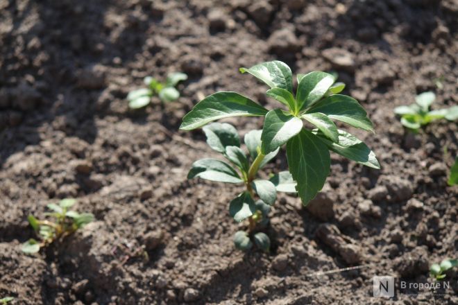 Благоустройство &ndash; 2025: как меняется площадь у Автозаводского универмага в Нижнем Новгороде - фото 32