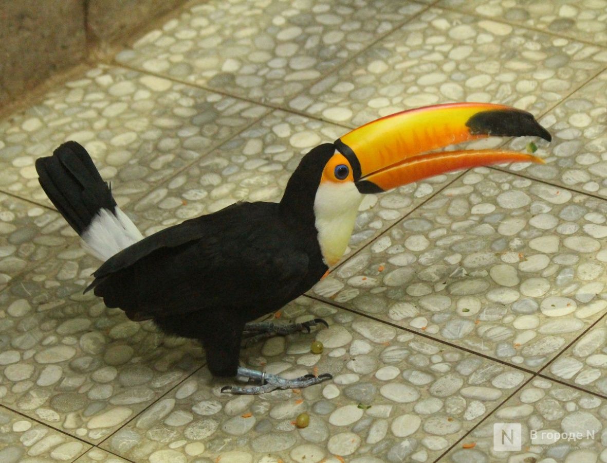 Обитатели нижегородского зоопарка «Лимпопо» подготовились к зиме