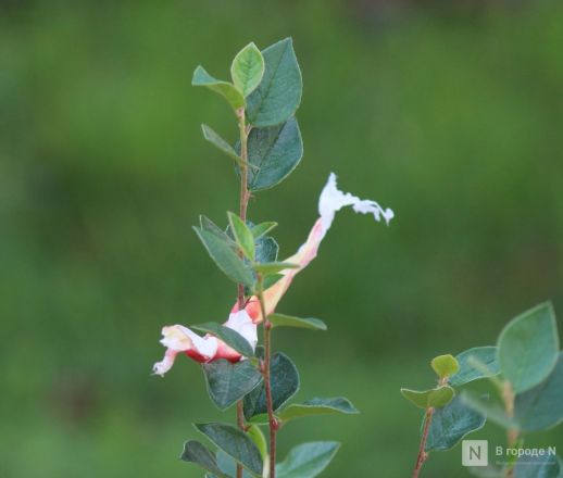 Благоустройство &ndash;  2025: смотрим, как меняются пространства в районах Нижнего Новгорода - фото 106