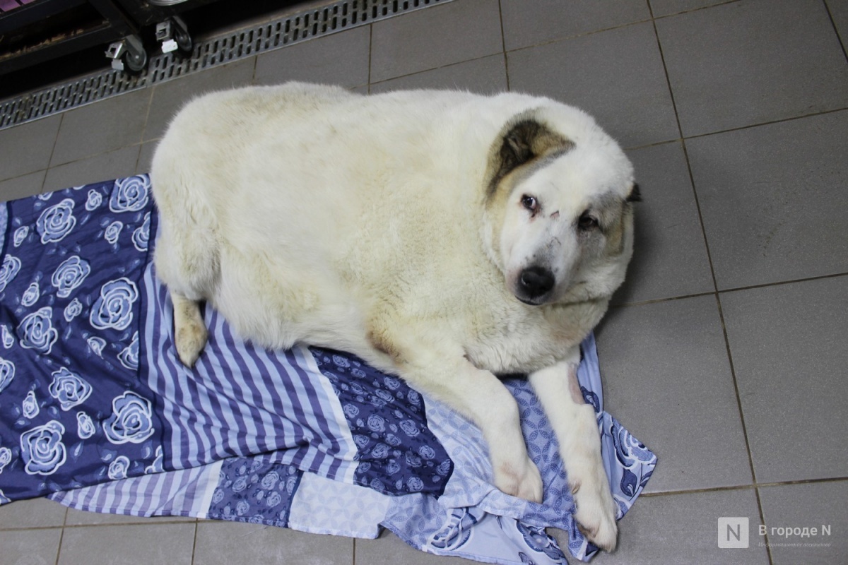 Нижегородский пес-тяжеловес Кругетс похудел до 64 килограммов - фото 1