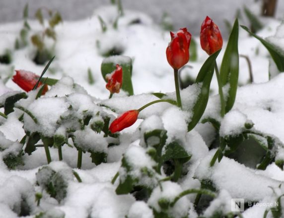 Апрельский апокалипсис в Нижнем Новгороде: фоторепортаж с улиц, заваленных снегом - фото 5