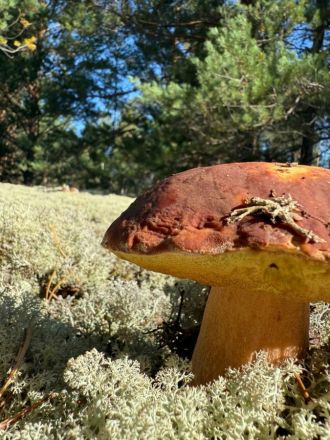 Спикер ЗСНО Евгений Люлин собрал семь корзин грибов в нижегородском лесу - фото 2