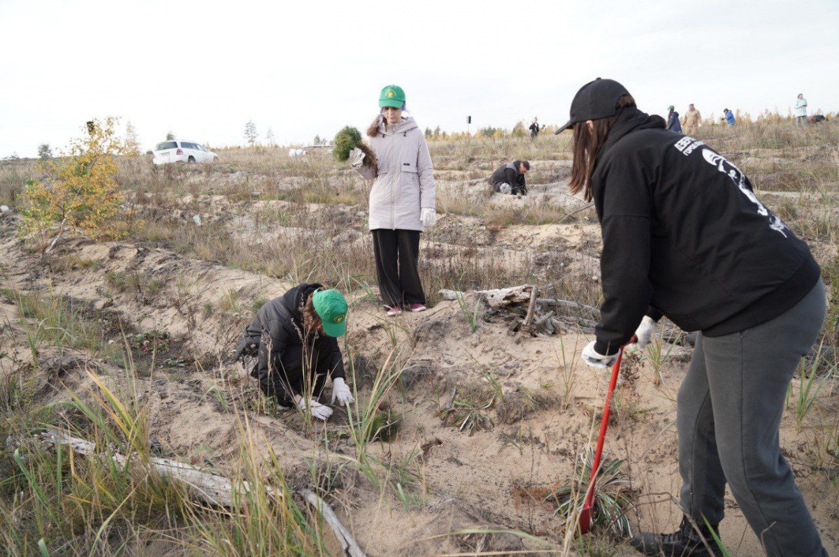 5 тысяч сеянцев сосны высадили в Дзержинске в рамках акции &laquo;Посади лес&raquo; - фото 1