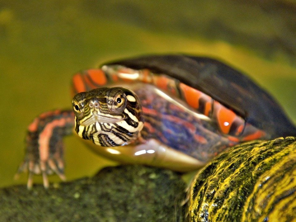 Черепахи больше других животных интересуют нижегородцев - фото 1