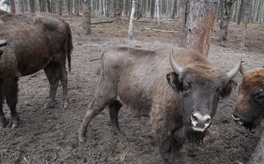 &laquo;Транснефть-Верхняя Волга&raquo; рассказала о результатах по охране окружающей среды - фото 1