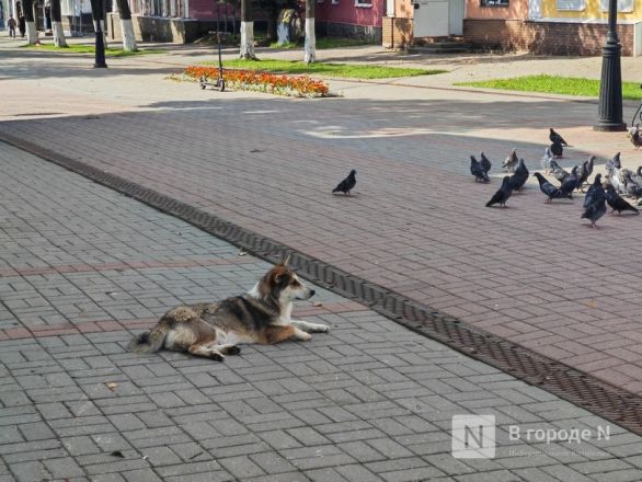 Один день в столице Золотой хохломы: уютный репортаж из Семенова в Нижегородской области - фото 44