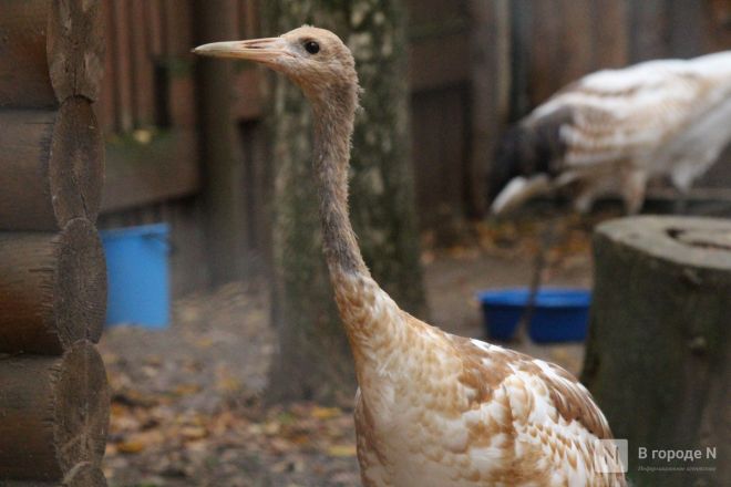 Детки в объективе: показываем милых малышей, которые родились в нижегородском зоопарке «Лимпопо» - фото 23