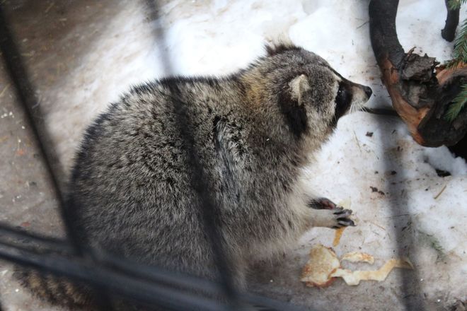 Звериная Масленица: обитателей нижегородского зоопарка угостили блинами - фото 10