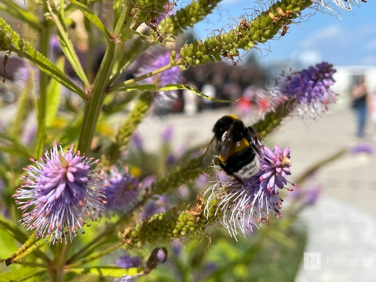 &laquo;Почти 100 дней&raquo;: синоптик Мокеева рассказала нижегородцам, каким будет лето - фото 1