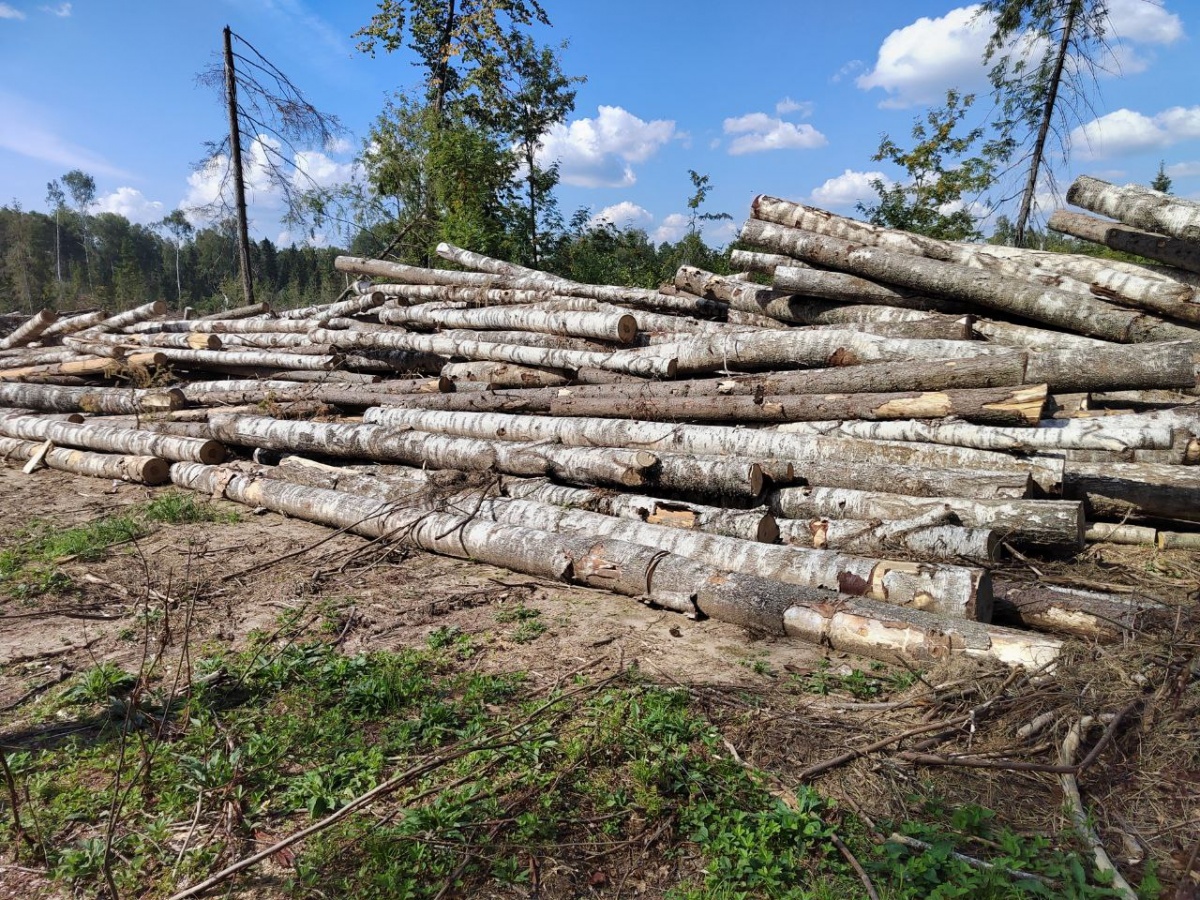 В Нижегородской области лесопатологическое обследование проведено на площади более трех тысяч гектаров - фото 1