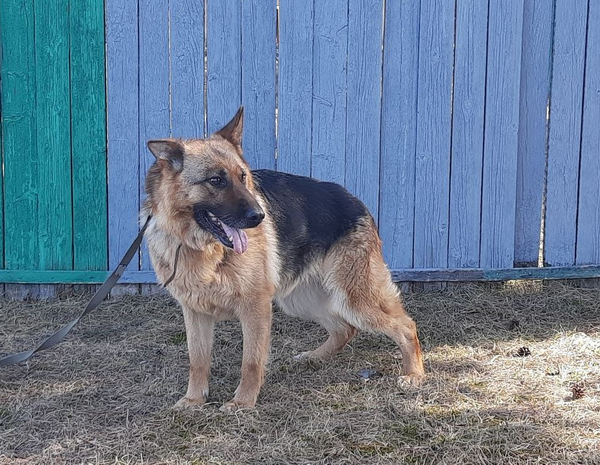 Собакам-пенсионерам из нижегородских колоний ищут новых хозяев - фото 2