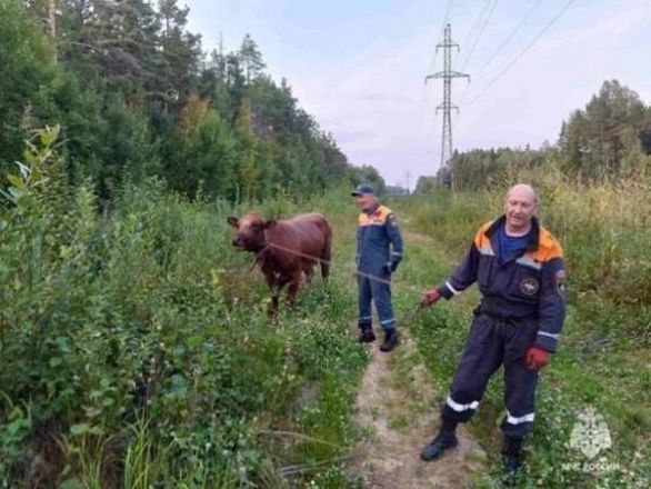 Увязшую в болоте корову спасли в Володарском районе - фото 2