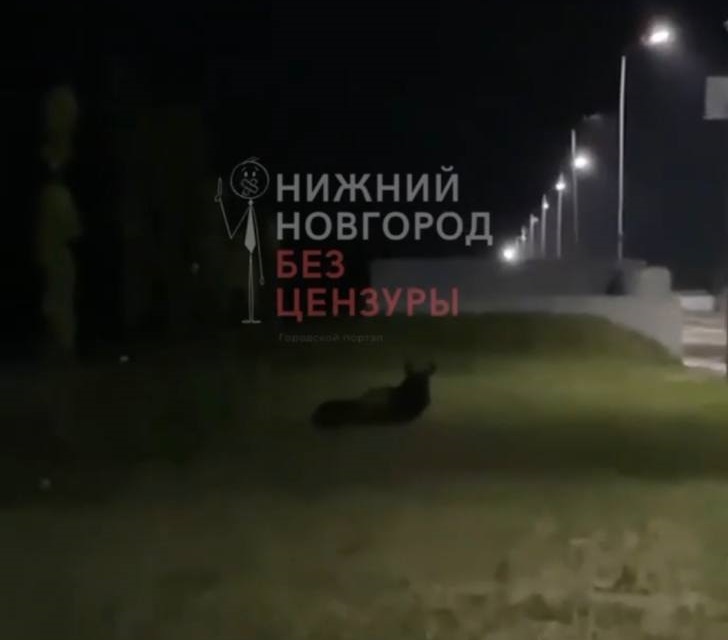Попавший под колеса лось умер в Нижнем Новгороде - фото 1
