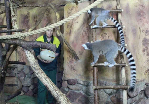 Всем по тыкве: обитатели нижегородского зоопарка отметили Хэллоуин - фото 24