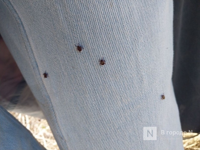 Названы районы Нижегородской области, где чаще всего нападают клещи - фото 1