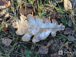 Главный нижегородский синоптик рассказала, когда ждать снега