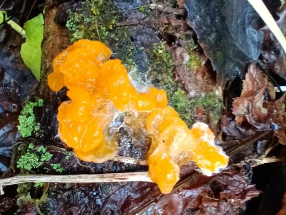 Опубликованы фото необычных декабрьских грибов из Керженского заповедника - фото 5