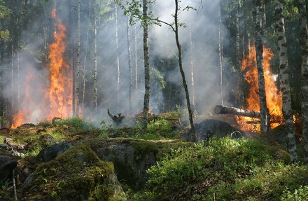 В Нижнем Новгороде объявлено экстренное предупреждение из-за высокой пожароопасности
