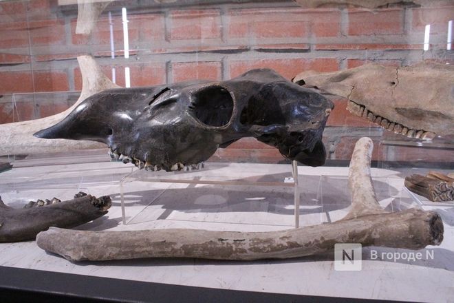 Ледниковый период по-нижегородски: палеонтологическая выставка открылась в Кремле - фото 56