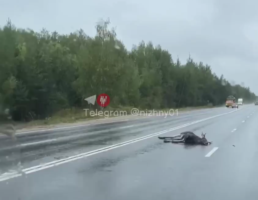 Иномарка сбила лося в Нижнем Новгороде: двое человек пострадали - фото 1